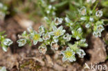 Overblijvende hardbloem (Scleranthus perennis) 