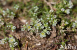 Overblijvende hardbloem (Scleranthus perennis) 