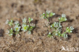 Overblijvende hardbloem (Scleranthus perennis) 