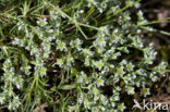 Overblijvende hardbloem (Scleranthus perennis) 