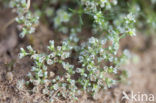 Overblijvende hardbloem (Scleranthus perennis) 