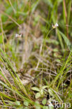 Pale butterwort (Pinguicula lusitanica)