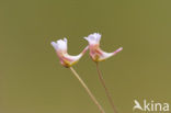 Pale butterwort (Pinguicula lusitanica)