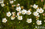 Parnassia (Parnassia palustris) 