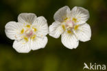 Parnassia (Parnassia palustris) 