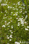 Parnassia (Parnassia palustris) 