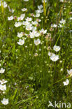 Parnassia (Parnassia palustris) 