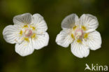 Parnassia (Parnassia palustris) 