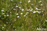 Parnassia (Parnassia palustris) 