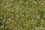 Parnassia (Parnassia palustris) 