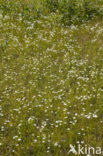 Parnassia (Parnassia palustris) 