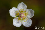 Parnassia (Parnassia palustris) 