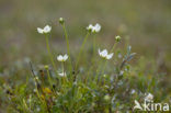 Parnassia (Parnassia palustris) 