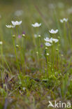 Parnassia (Parnassia palustris) 