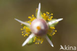 Parnassia (Parnassia palustris) 