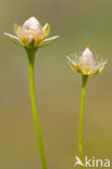 Parnassia (Parnassia palustris) 