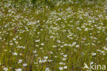 Parnassia (Parnassia palustris) 