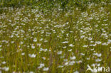 Parnassia (Parnassia palustris) 