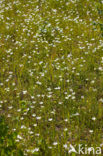 Parnassia (Parnassia palustris) 