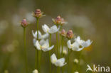 Parnassia (Parnassia palustris) 