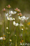 Parnassia (Parnassia palustris) 