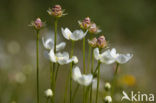 Parnassia (Parnassia palustris) 