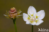 Northern Grass-of-parnassus (Parnassia palustris)