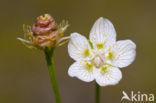 Northern Grass-of-parnassus (Parnassia palustris)