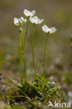 Parnassia (Parnassia palustris) 