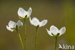 Parnassia (Parnassia palustris) 