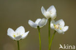 Parnassia (Parnassia palustris) 