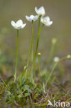 Parnassia (Parnassia palustris) 