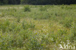 Northern Grass-of-parnassus (Parnassia palustris)