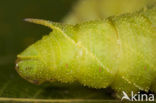 Poplar Hawk-moth (Laothoe populi)