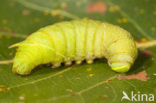 Poplar Hawk-moth (Laothoe populi)