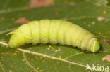 Poplar Hawk-moth (Laothoe populi)