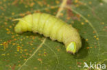 Poplar Hawk-moth (Laothoe populi)