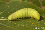 Poplar Hawk-moth (Laothoe populi)