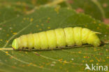 Poplar Hawk-moth (Laothoe populi)