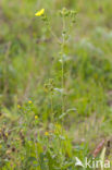 Sulphur Cinquefoil (Potentilla recta)