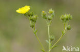 Sulphur Cinquefoil (Potentilla recta)