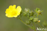 Sulphur Cinquefoil (Potentilla recta)