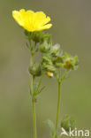 Sulphur Cinquefoil (Potentilla recta)