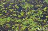 Rivierfonteinkruid (Potamogeton nodosus)