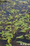 Loddon Pondweed (Potamogeton nodosus)