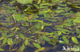 Loddon Pondweed (Potamogeton nodosus)