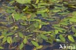 Loddon Pondweed (Potamogeton nodosus)