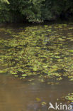 Rivierfonteinkruid (Potamogeton nodosus)