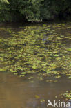 Loddon Pondweed (Potamogeton nodosus)