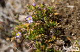 Rock Sea-spurrey (Spergularia rupicola)